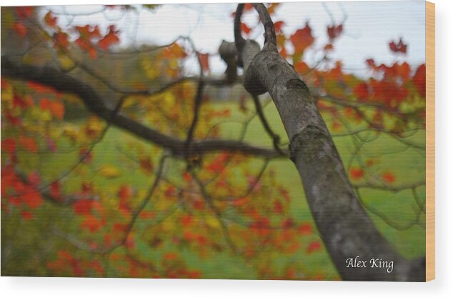 Nature Wood Print featuring the photograph View from a Tree by Alex King