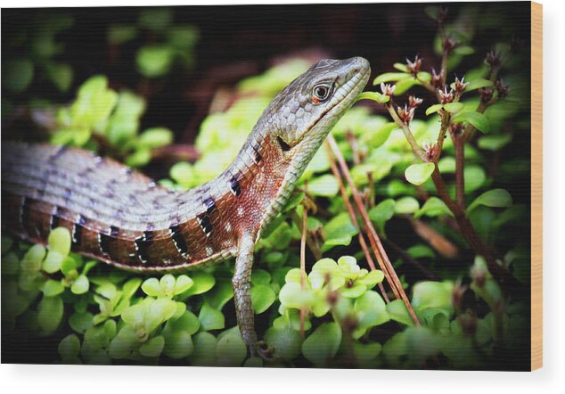Alligator Lizard Wood Print featuring the photograph Watchful Eye by Melanie Lankford Photography