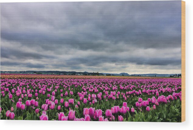 Beautiful Tulips Wood Print featuring the photograph Where the Tulips Meet the Sky by Don Schwartz