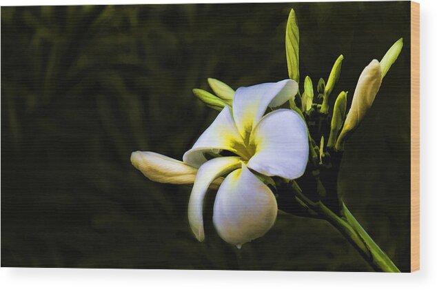 Flower Wood Print featuring the photograph White Flower by Don Durfee