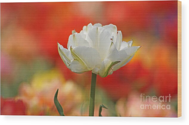 Tulip Wood Print featuring the photograph White Tulip Weisse gefuellte Tulpe by Eva-Maria Di Bella