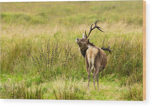 Animal Wood Print featuring the photograph Wild Deer by Michalakis Ppalis
