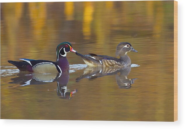 Duck Wood Print featuring the photograph Wood Ducks by Jim E Johnson