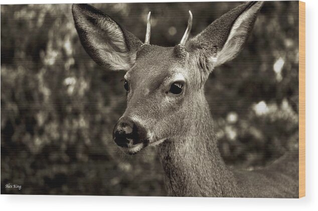 Woodside Deer Wood Print featuring the photograph Woodside Deer by Alex King