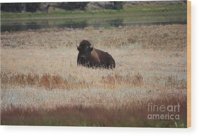 Bison Wood Print featuring the photograph Yellowstone Bison by Veronica Batterson