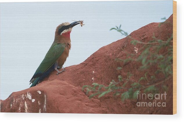 Whitefronted Bee-eater Wood Print featuring the photograph Whitefronted Bee-Eater #1 by Mareko Marciniak
