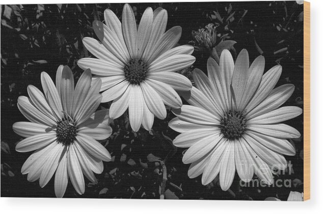 Flowers Wood Print featuring the photograph 3 by Mareko Marciniak