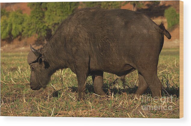 Buffalo Wood Print featuring the photograph African Buffalo by Mareko Marciniak