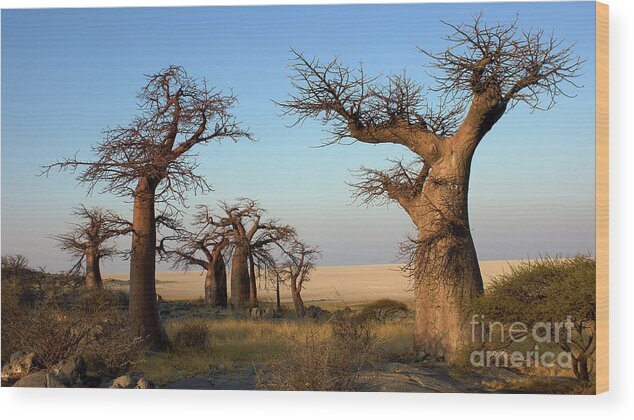 Baobab Tree Wood Print featuring the photograph Baobabs of Makgadikgadi by Mareko Marciniak