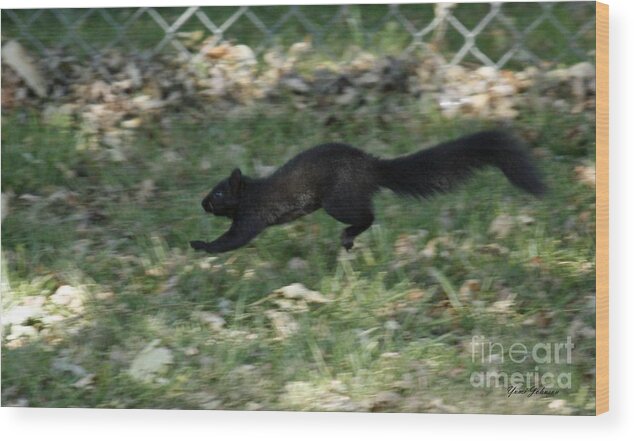 Black Wood Print featuring the photograph Black Squirrl on Run by Yumi Johnson