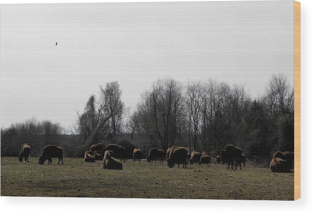 Buffalo Wood Print featuring the photograph Buffalo Farm in CT USA by Kim Galluzzo Wozniak