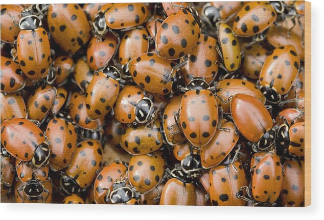 00429784 Wood Print featuring the photograph Convergent Lady Beetles Gathering by Sebastian Kennerknecht