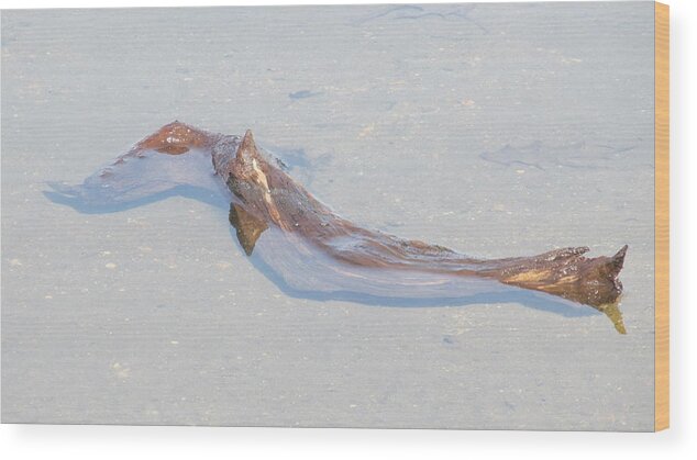 Nature Wood Print featuring the photograph Driftwood by Loretta Pokorny