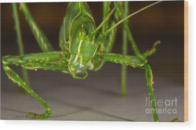 Grasshopper Wood Print featuring the photograph Face Of A Grasshopper by Mareko Marciniak