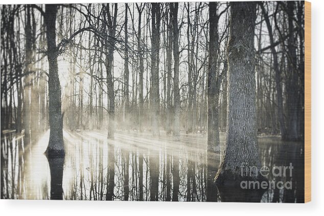 Morning Wood Print featuring the photograph Glowing Woods by RicharD Murphy