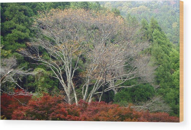 Trees Wood Print featuring the photograph Green White Red by Roberto Alamino