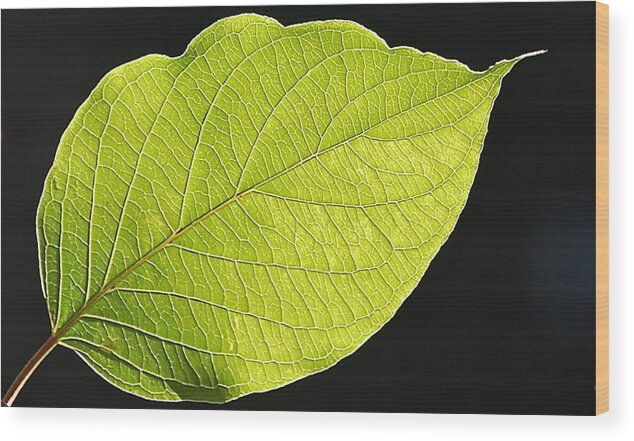 Image Of Leaf Wood Print featuring the photograph Intricacies of a Leaf by Mary McAvoy