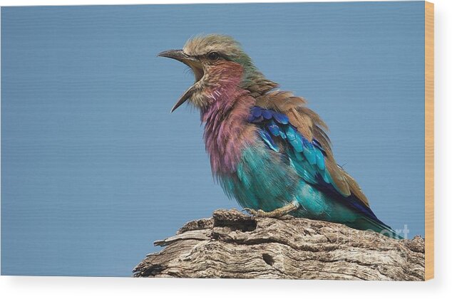 Lilacbreasted Roller Wood Print featuring the photograph Lilacbreasted Roller by Mareko Marciniak
