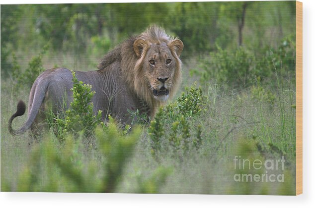 Lion Wood Print featuring the photograph Lion on patrol by Mareko Marciniak