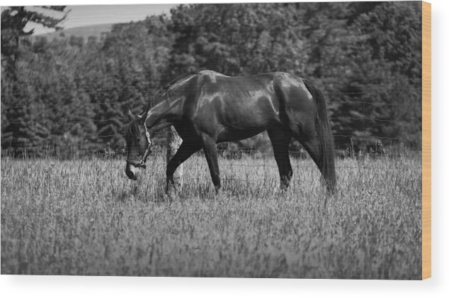 Horse Wood Print featuring the photograph Mare in Field by Davandra Cribbie