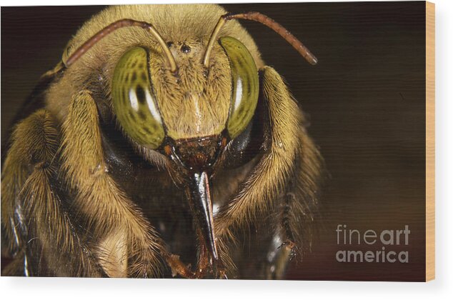 Insect Wood Print featuring the photograph Portait Of Unknown Bee by Mareko Marciniak