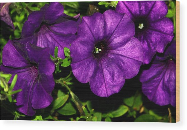 Petunia Wood Print featuring the photograph Really Purple by Karen Harrison Brown