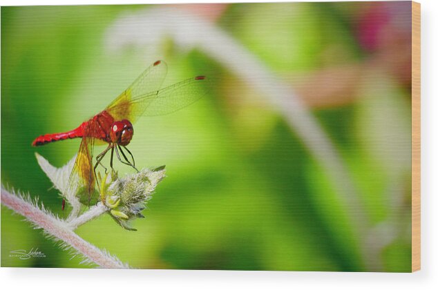 Red Wood Print featuring the photograph Red Dragon Fly by Shehan Wicks