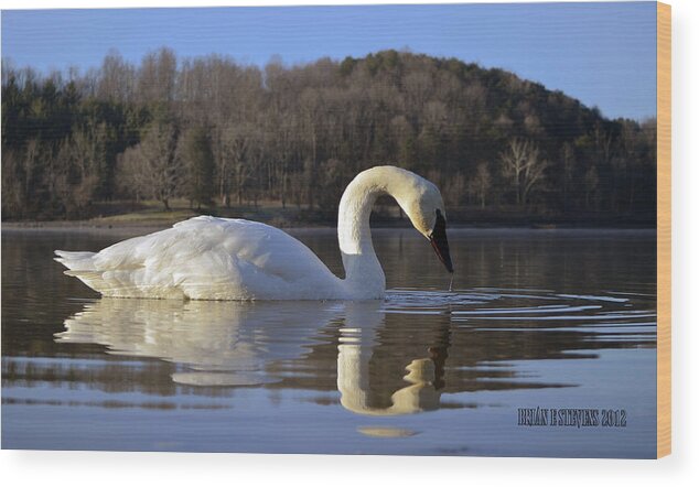 Trumpeter Swan Wood Print featuring the photograph Reflections by Brian Stevens
