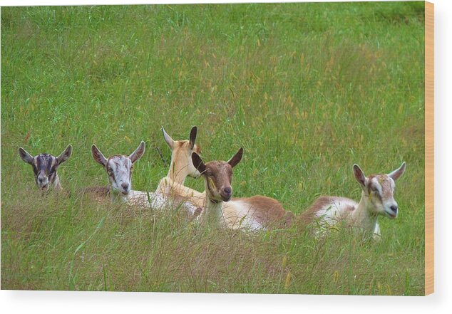 Animals Wood Print featuring the photograph Relaxing Goats by Jeanette Oberholtzer