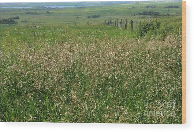 Grass Wood Print featuring the photograph Sea of Grass by Jim Sauchyn
