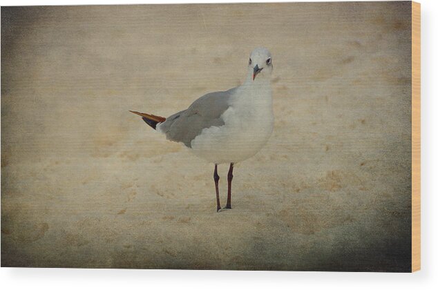 Bird Wood Print featuring the photograph Gull by Sandy Keeton