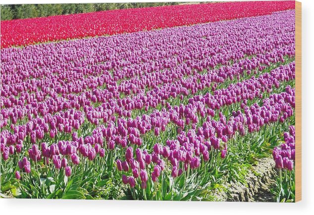 Skagit Wood Print featuring the photograph Skagit Valley Tulips by Kelly Manning