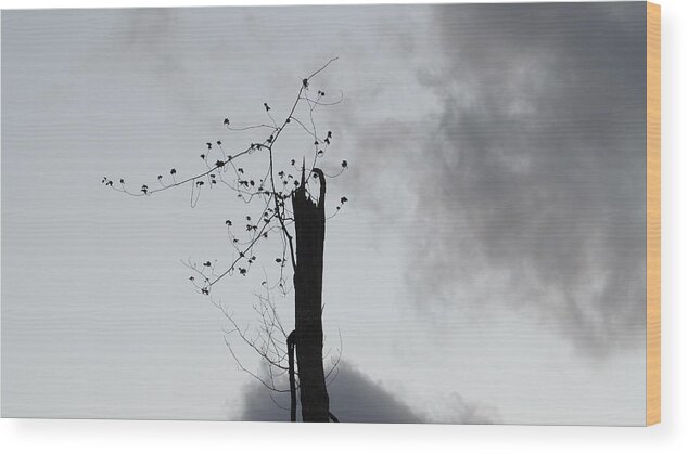 Nature Wood Print featuring the photograph Snapped by Loretta Pokorny