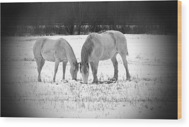 Animal Photograph Wood Print featuring the photograph Snow White Beauties by Ms Judi