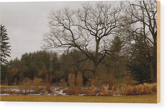 Trees Wood Print featuring the photograph Snowless Winter by Azthet Photography