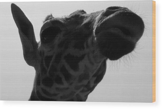 Giraffe Wood Print featuring the photograph Strike A Pose by Kim Galluzzo