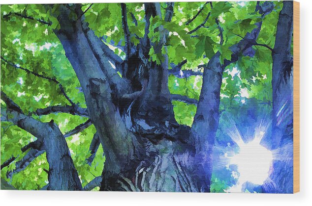 Sunshine Wood Print featuring the photograph Sunshine by John Crothers