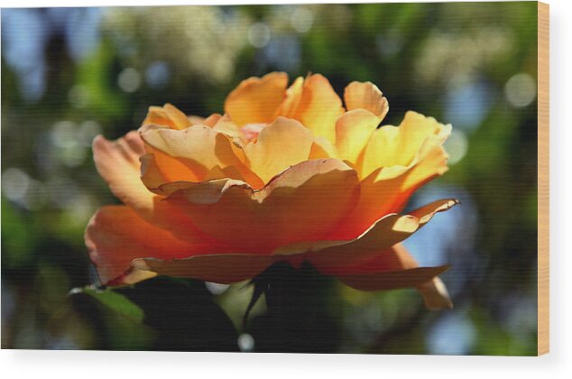 Roses Wood Print featuring the photograph The Bronze Star by Karen Wiles