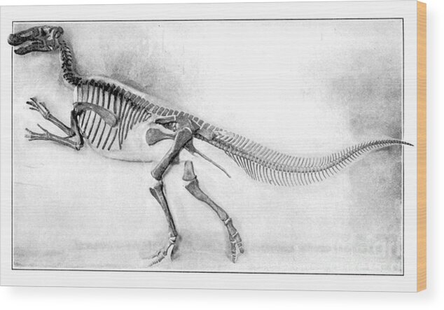 Dinosaur Wood Print featuring the photograph Trachodon by Science Source