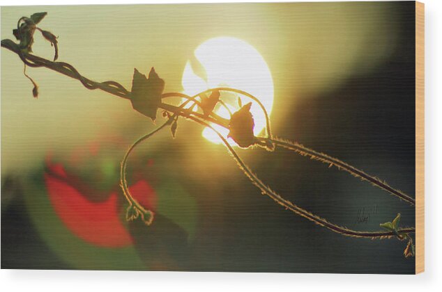 Sunset Wood Print featuring the photograph Vine Light by Chris Multop
