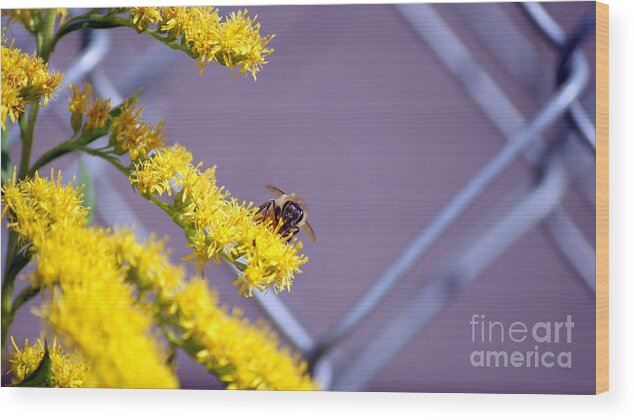 Bee Wood Print featuring the photograph Weeds and the Bee by Shannon Dunleavy
