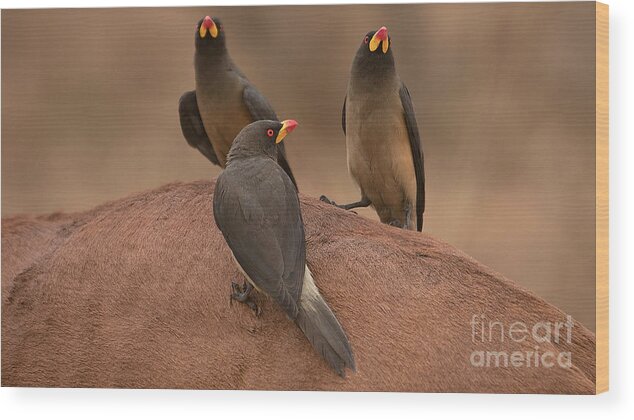 Yellowbilled Oxpecker Wood Print featuring the photograph Yellowbilled Oxpecker by Mareko Marciniak