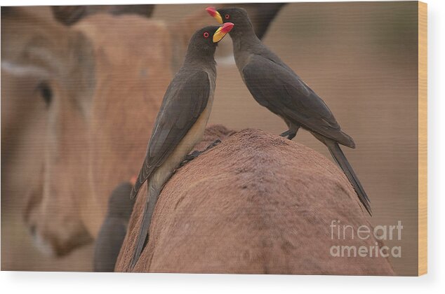 Yellowbilled Oxpecker Wood Print featuring the photograph Yellowbilled Oxpeckers by Mareko Marciniak