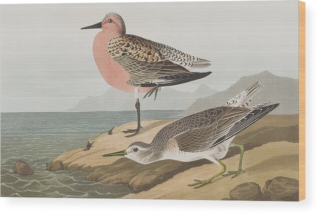 Audubon Wood Print featuring the painting Red-breasted Sandpiper by John James Audubon