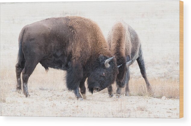 Bison Wood Print featuring the photograph Battle Of The Bison In Rut by Yeates Photography