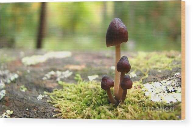 Macro Wood Print featuring the photograph Mushroom Cluster #1 by Todd Blanchard