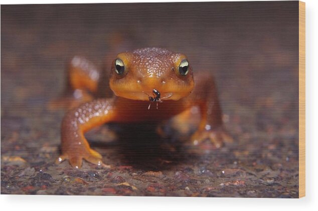 Newt Wood Print featuring the photograph Newt #1 by Jackie Russo