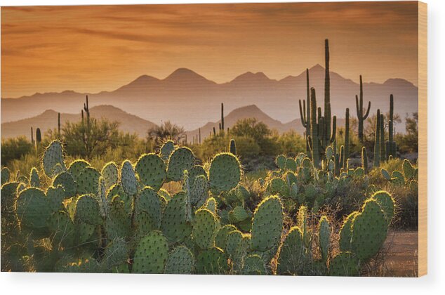 Sunset Wood Print featuring the photograph Pure Sonoran Gold #1 by Saija Lehtonen
