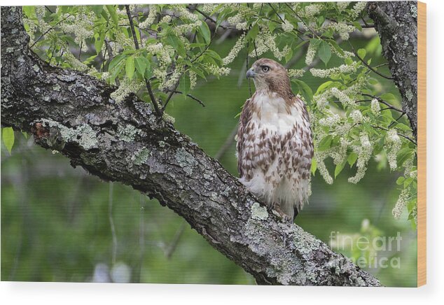 Red Tailed Hawk Wood Print featuring the photograph Red Tailed Hawk #1 by Sam Rino