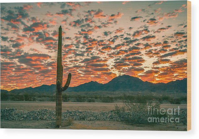 Saguaro Wood Print featuring the photograph Sonoran Sunrise #1 by Robert Bales